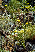 Nelle terre di Matilde - Sentiero da Rossena a Canossa: tipica vegetazioned'ambiente arido.